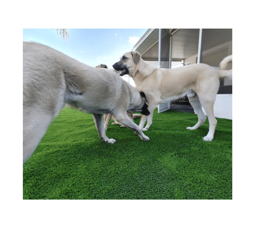Artificial Turf for Dogs