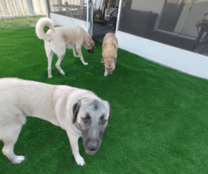 Artificial Turf for dog daycares