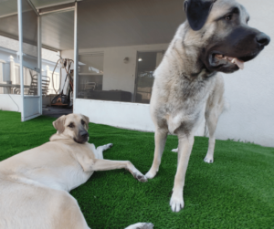 Artificial turf for dogs